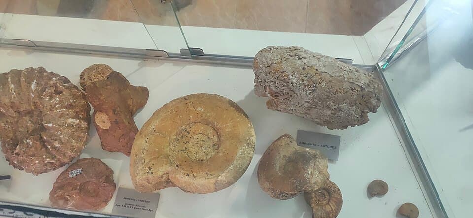 Ammonite fossil