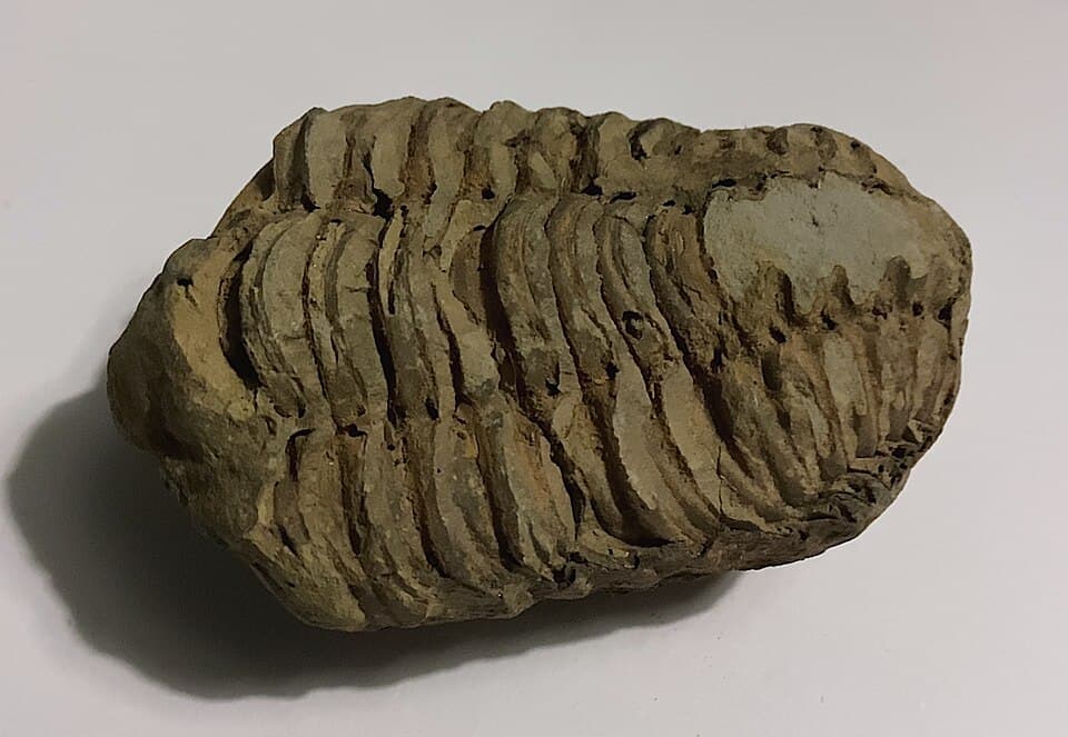 Trilobite fossil